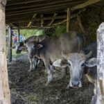 2024-10 - Népal - J04 - De Tolka à Ghandruk - 045